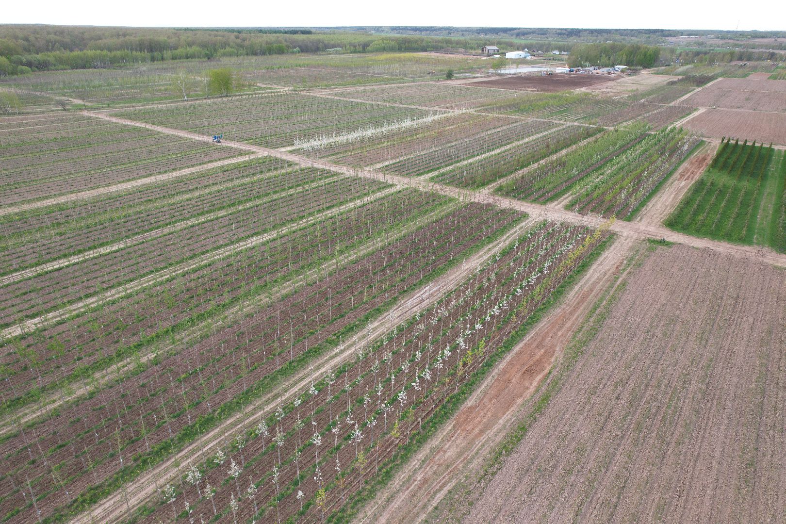 видео с коптера, доращивание декоративных растений,  аллейные деревья для озеленения,