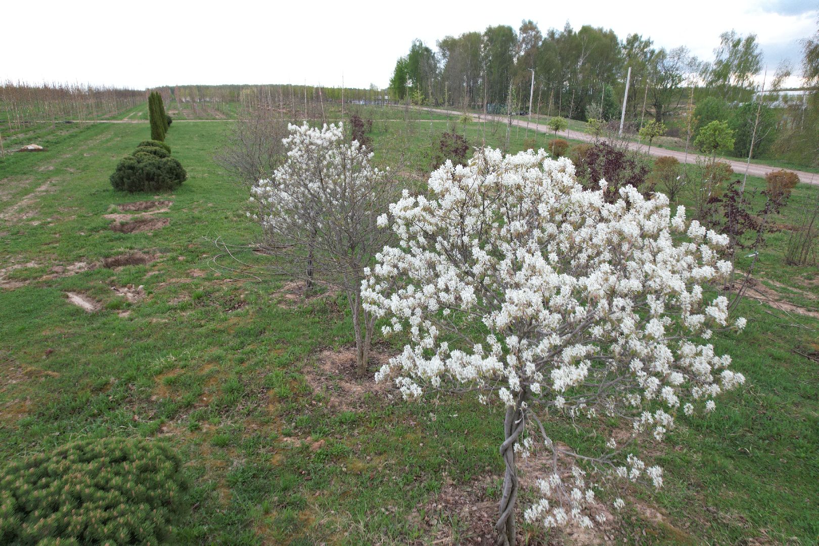 видео с коптера, доращивание декоративных растений,  аллейные деревья для озеленения,