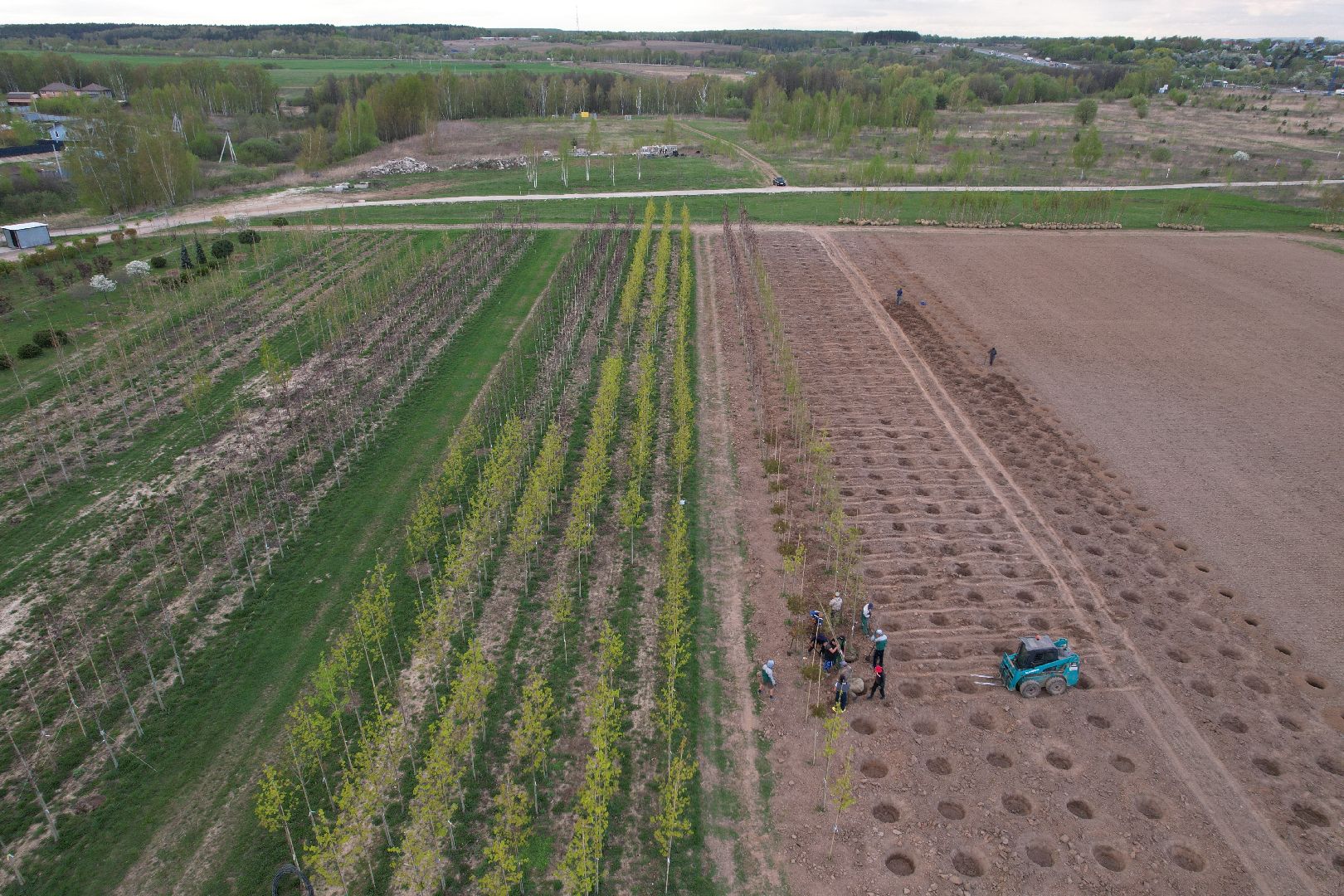 видео с коптера, доращивание декоративных растений,  аллейные деревья для озеленения,
