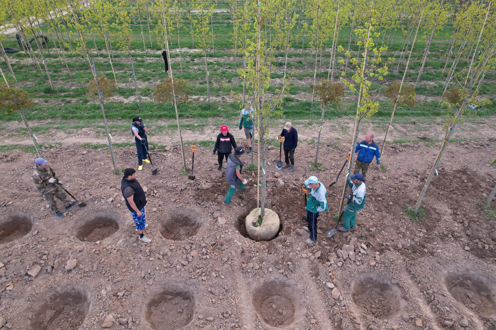 видео с коптера, доращивание декоративных растений,  аллейные деревья для озеленения,