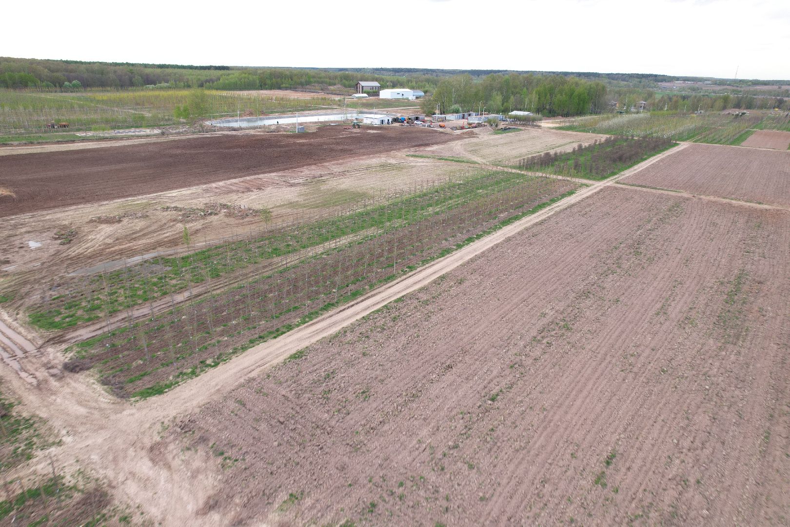 видео с коптера, доращивание декоративных растений,  аллейные деревья для озеленения,