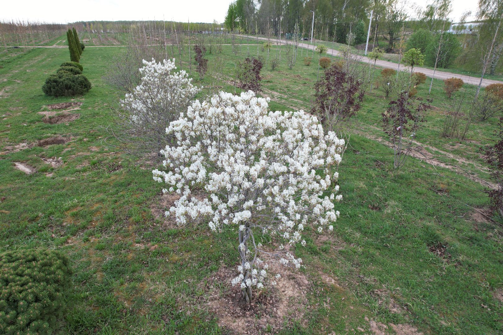 видео с коптера, доращивание декоративных растений,  аллейные деревья для озеленения,