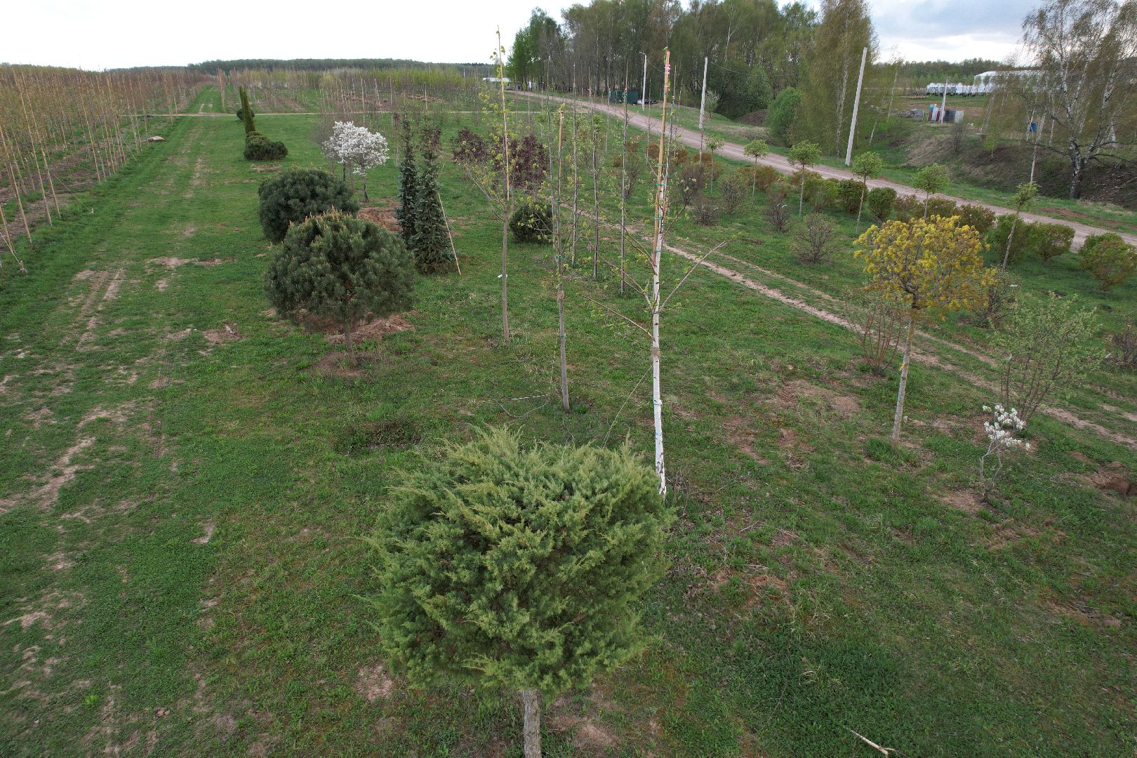 видео с коптера, доращивание декоративных растений,  аллейные деревья для озеленения,