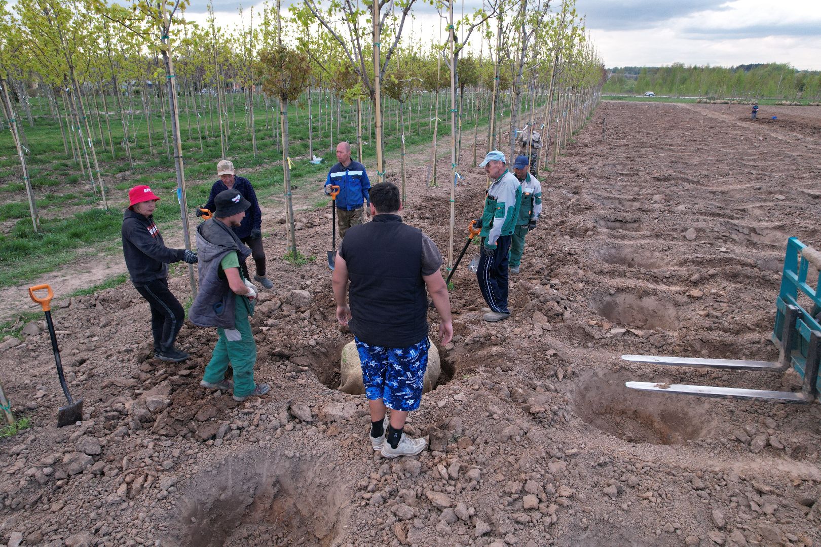 видео с коптера, доращивание декоративных растений,  аллейные деревья для озеленения,