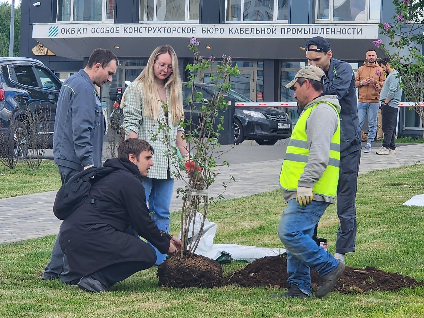 мытищи, деревья, природа,