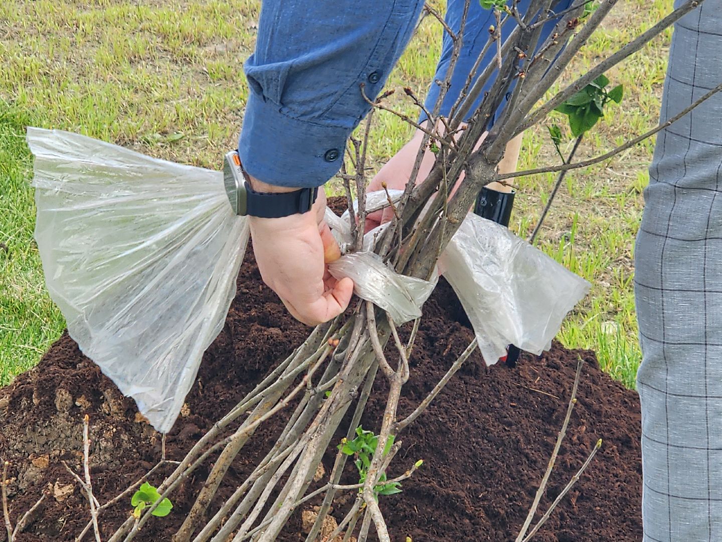 мытищи, деревья, природа,