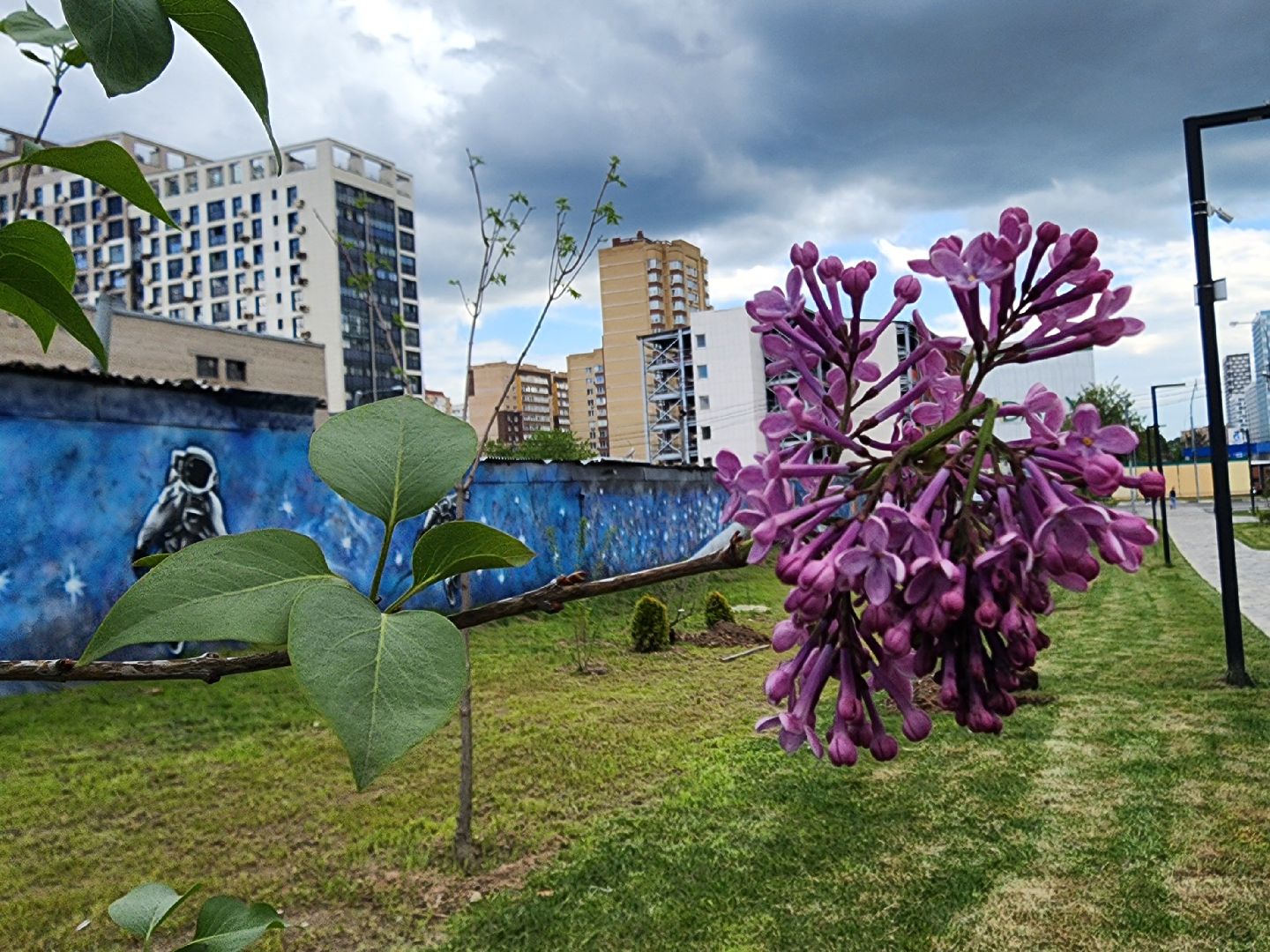 мытищи, деревья, природа,