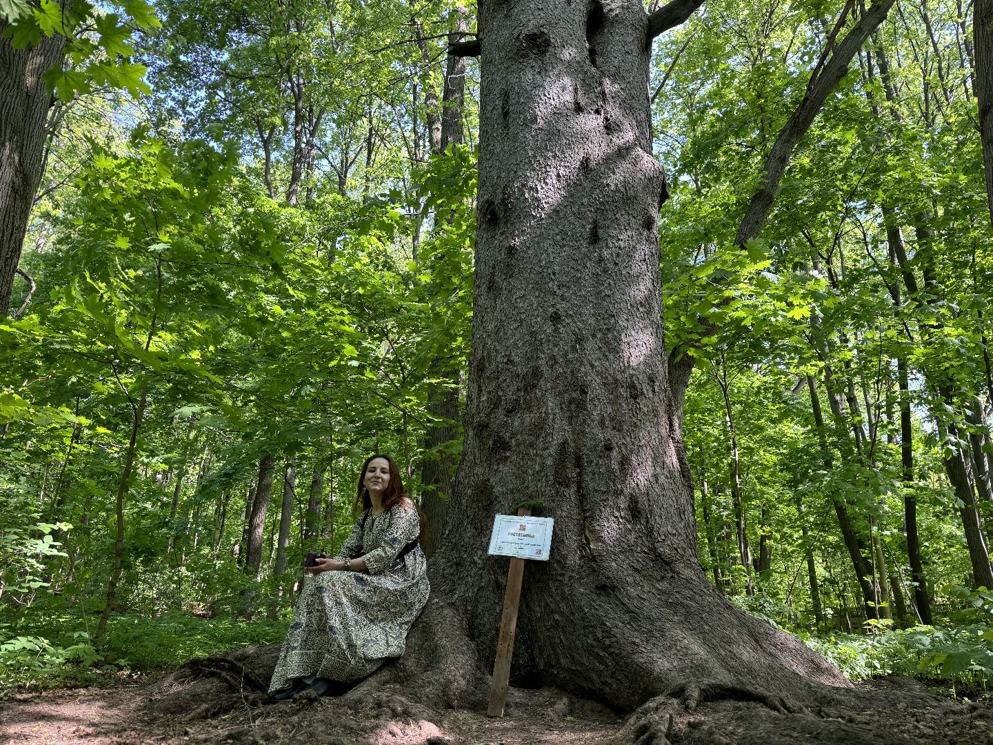 дуб волконских , дерево года - 2025, памятник живой природы, конкурс , усадьба суханово , ленинский городской округ,