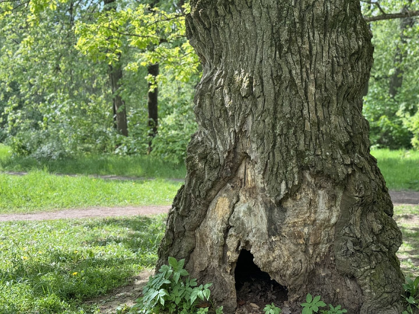 дуб волконских , дерево года - 2025, памятник живой природы, конкурс , усадьба суханово , ленинский городской округ,
