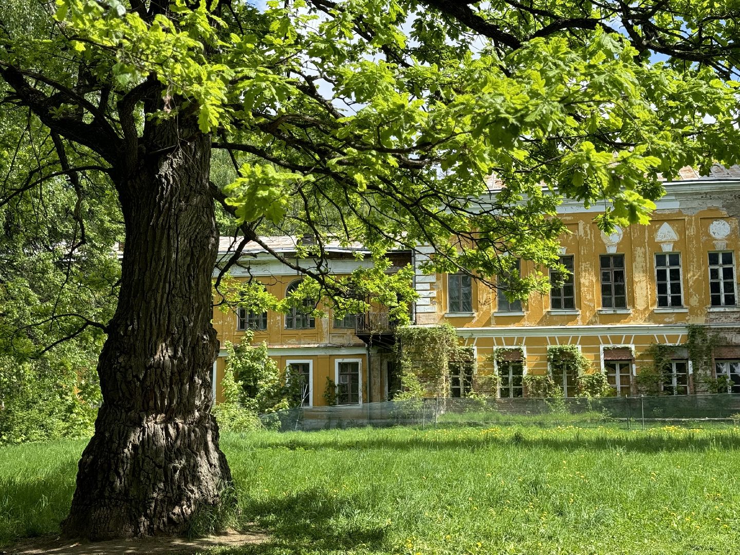 дуб волконских , дерево года - 2025, памятник живой природы, конкурс , усадьба суханово , ленинский городской округ,