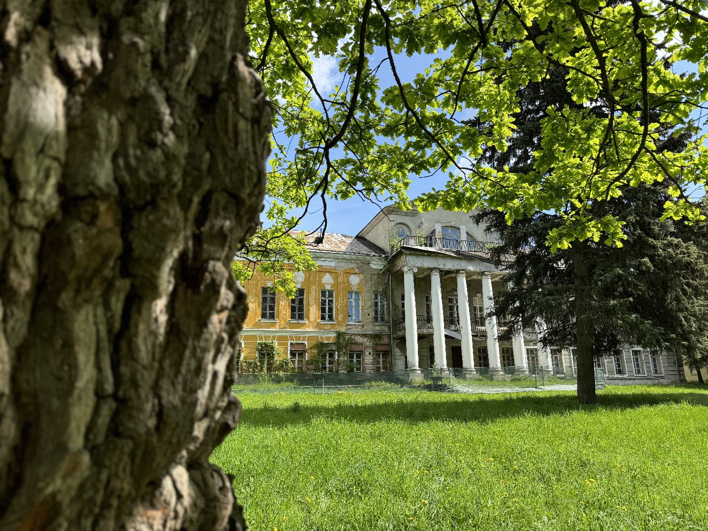 дуб волконских , дерево года - 2025, памятник живой природы, конкурс , усадьба суханово , ленинский городской округ,