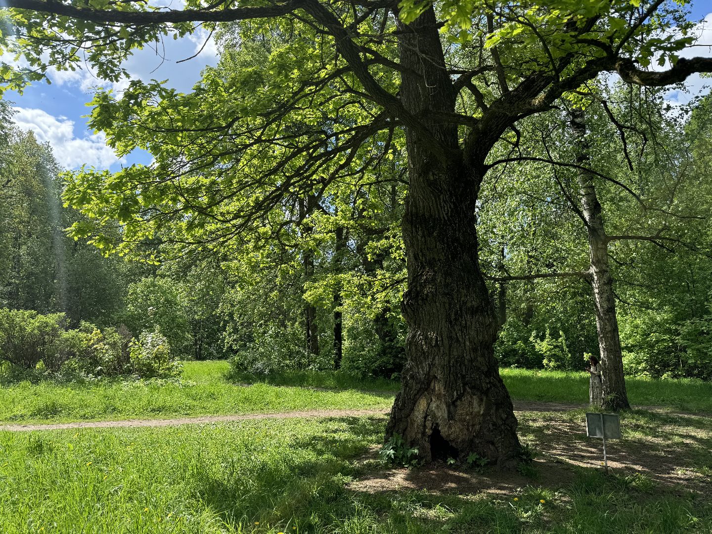 дуб волконских , дерево года - 2025, памятник живой природы, конкурс , усадьба суханово , ленинский городской округ,