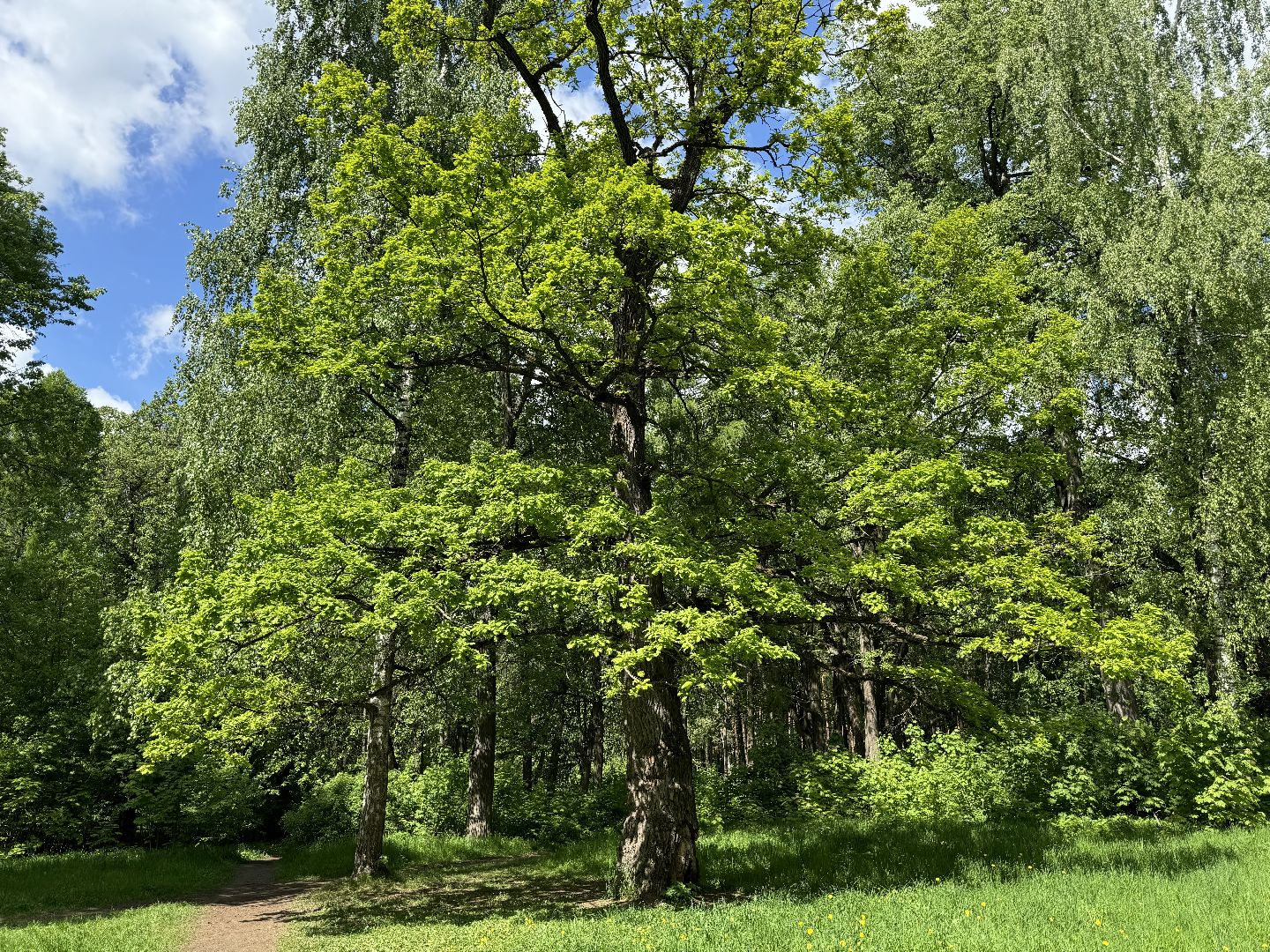 дуб волконских , дерево года - 2025, памятник живой природы, конкурс , усадьба суханово , ленинский городской округ,