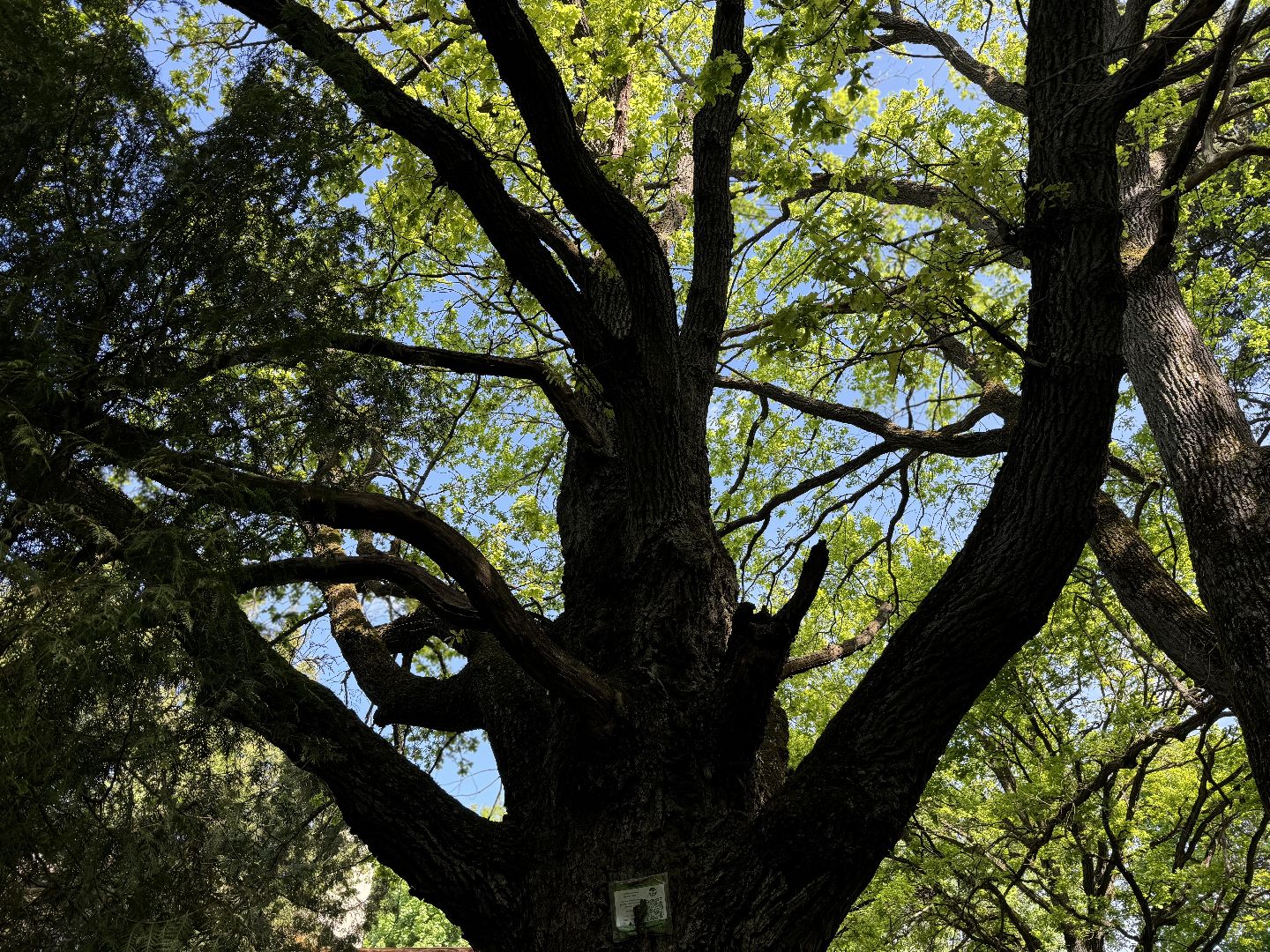 дуб волконских , дерево года - 2025, памятник живой природы, конкурс , усадьба суханово , ленинский городской округ,