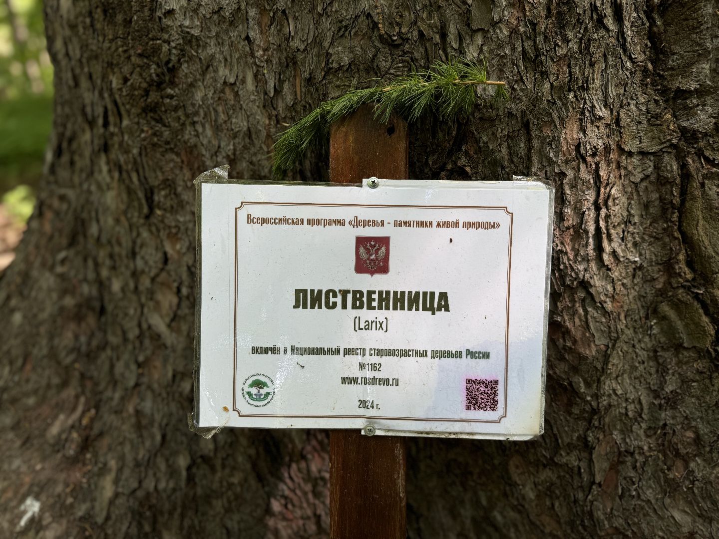 дуб волконских , дерево года - 2025, памятник живой природы, конкурс , усадьба суханово , ленинский городской округ,