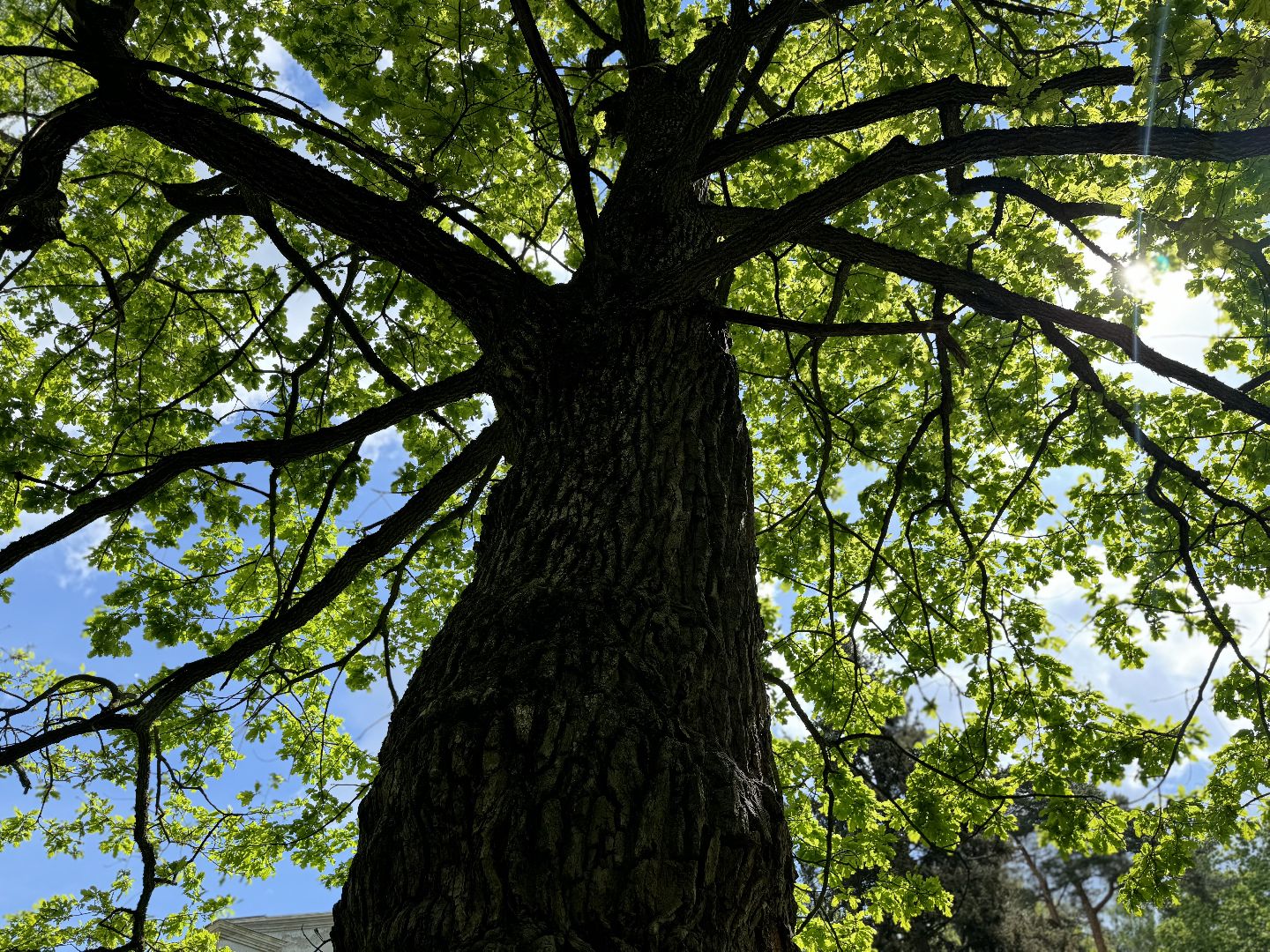 дуб волконских , дерево года - 2025, памятник живой природы, конкурс , усадьба суханово , ленинский городской округ,