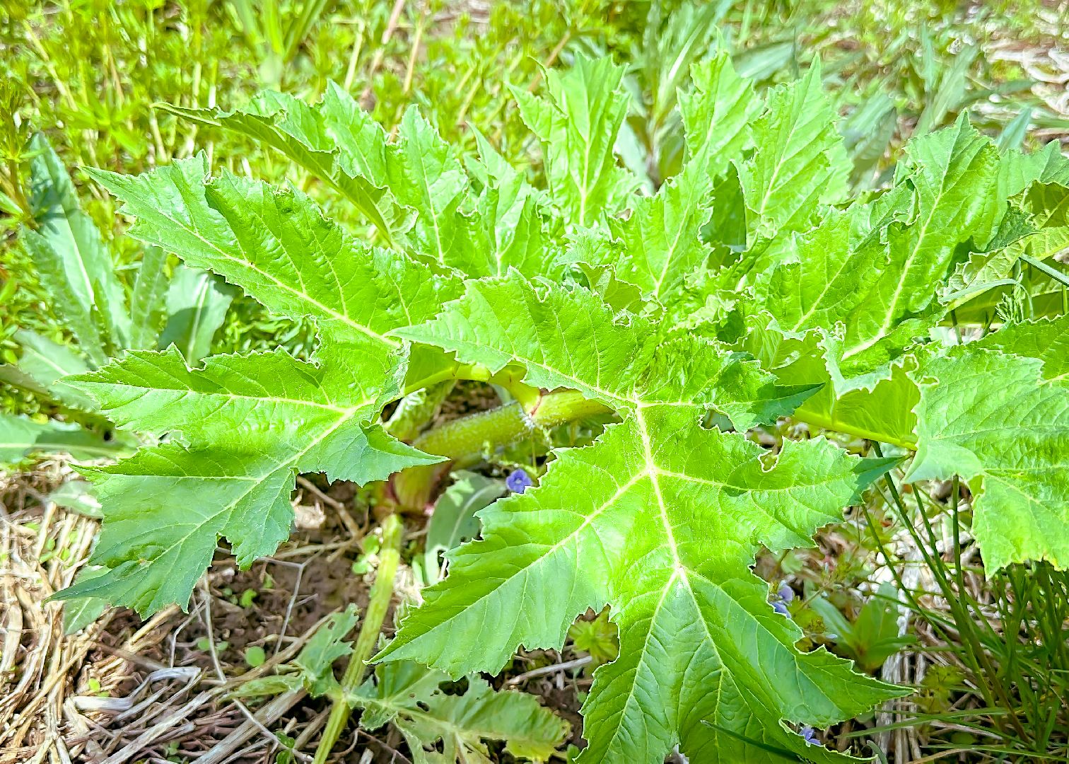 клин, экономика, сельское хозяйство, обработка от борщевика,