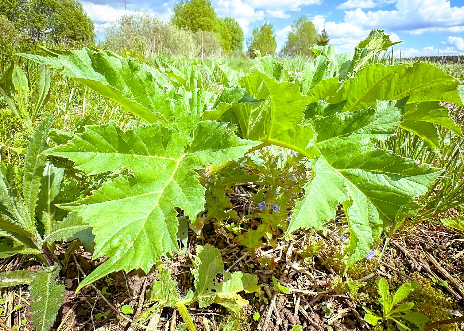 клин, экономика, сельское хозяйство, обработка от борщевика,