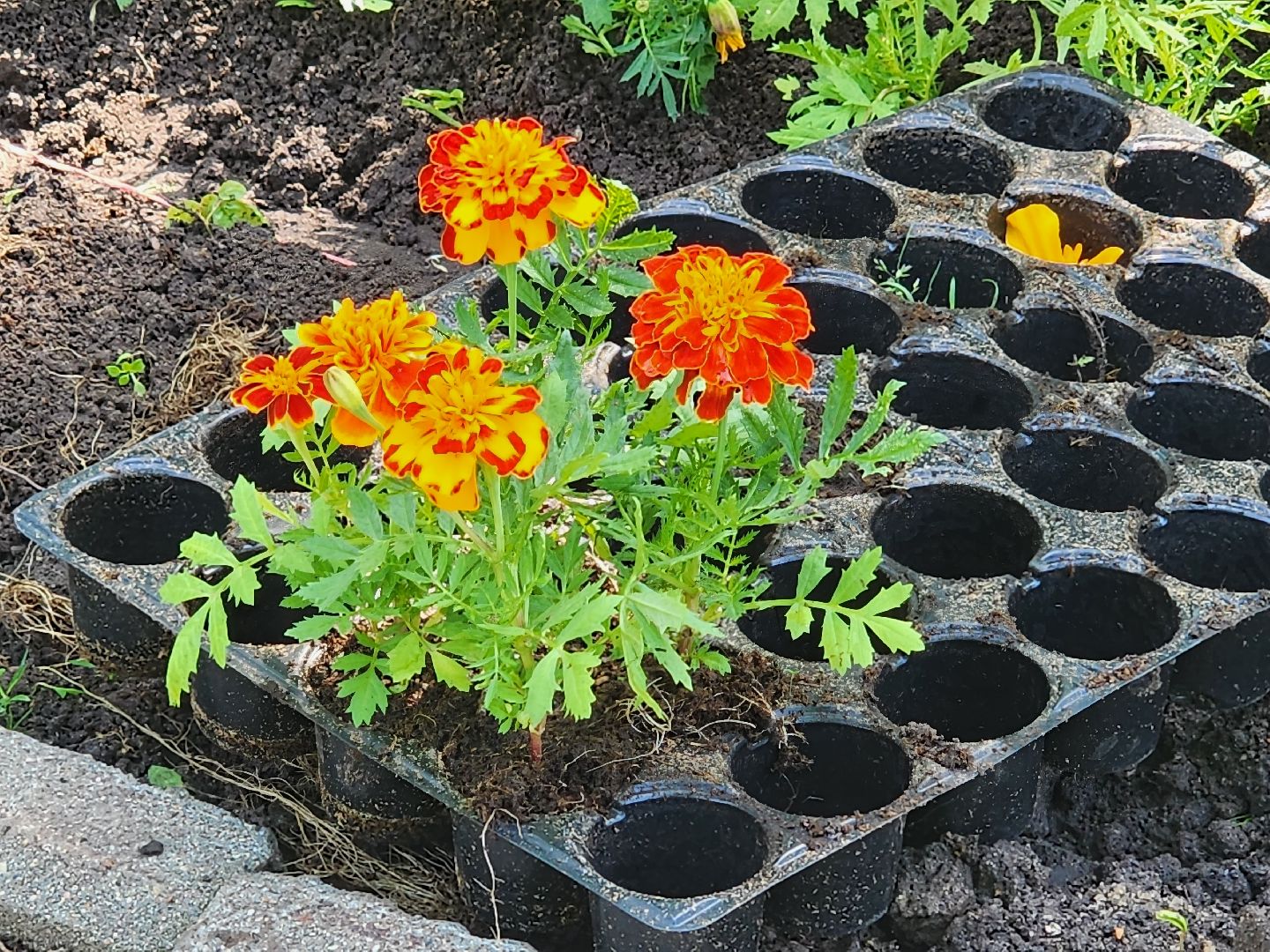королёв,  благоустройство в королеве, горзеленхозстрой,