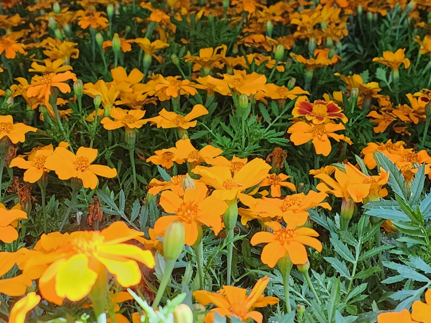 королёв,  благоустройство в королеве, горзеленхозстрой,