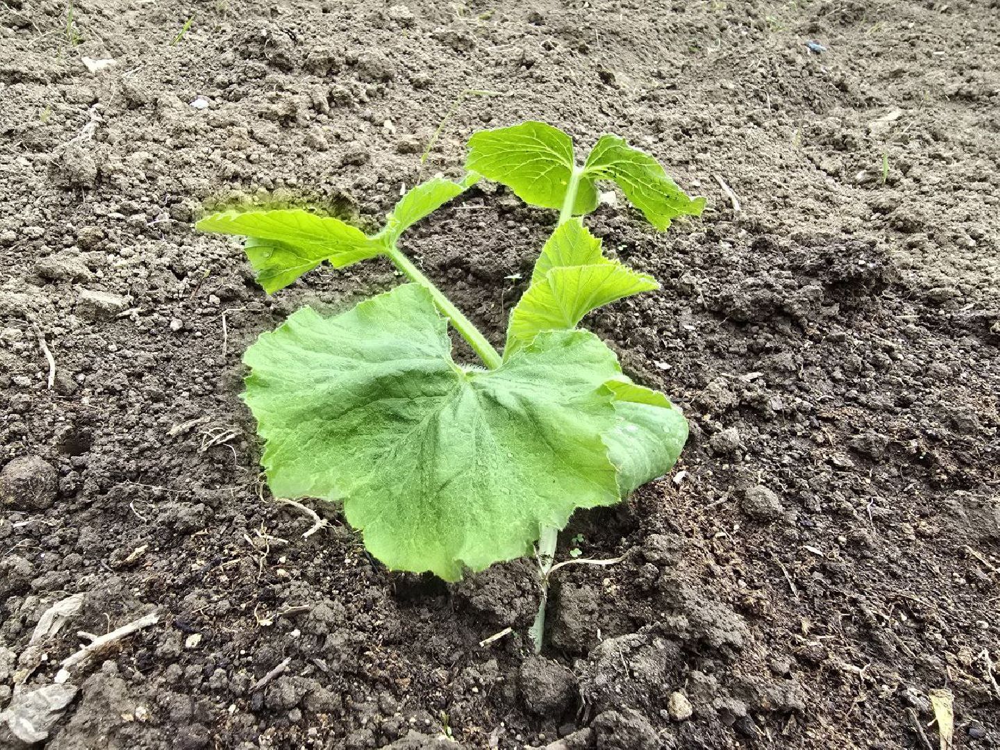 можайск, можайский муниципальный округ,  подмосковье, овощи-гиганты, урожай, гигантские овощи, дачный сезон,