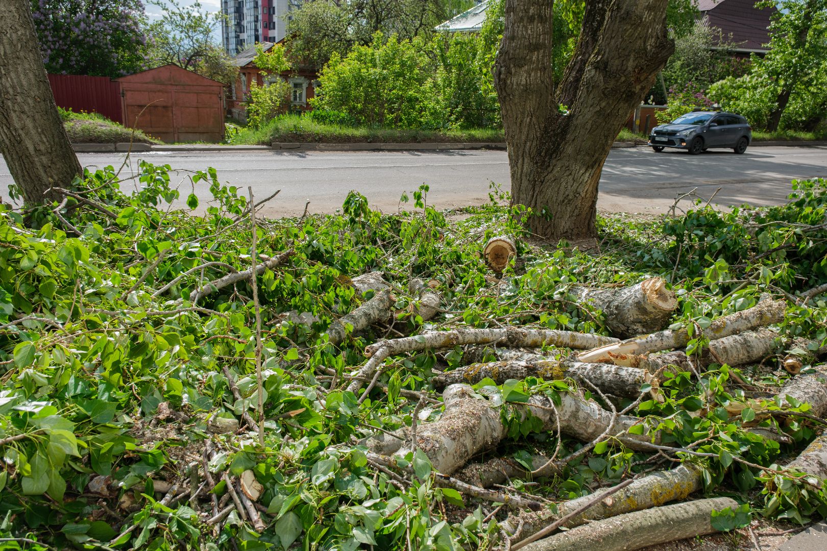 лыткарино, жкх,  сухостойные деревья, благоустройство, опиловка деревьев,