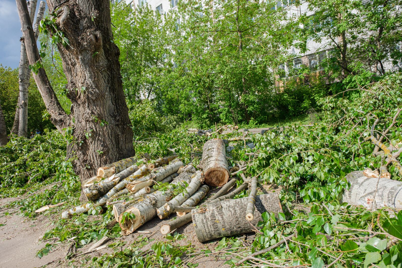 лыткарино, жкх,  сухостойные деревья, благоустройство, опиловка деревьев,