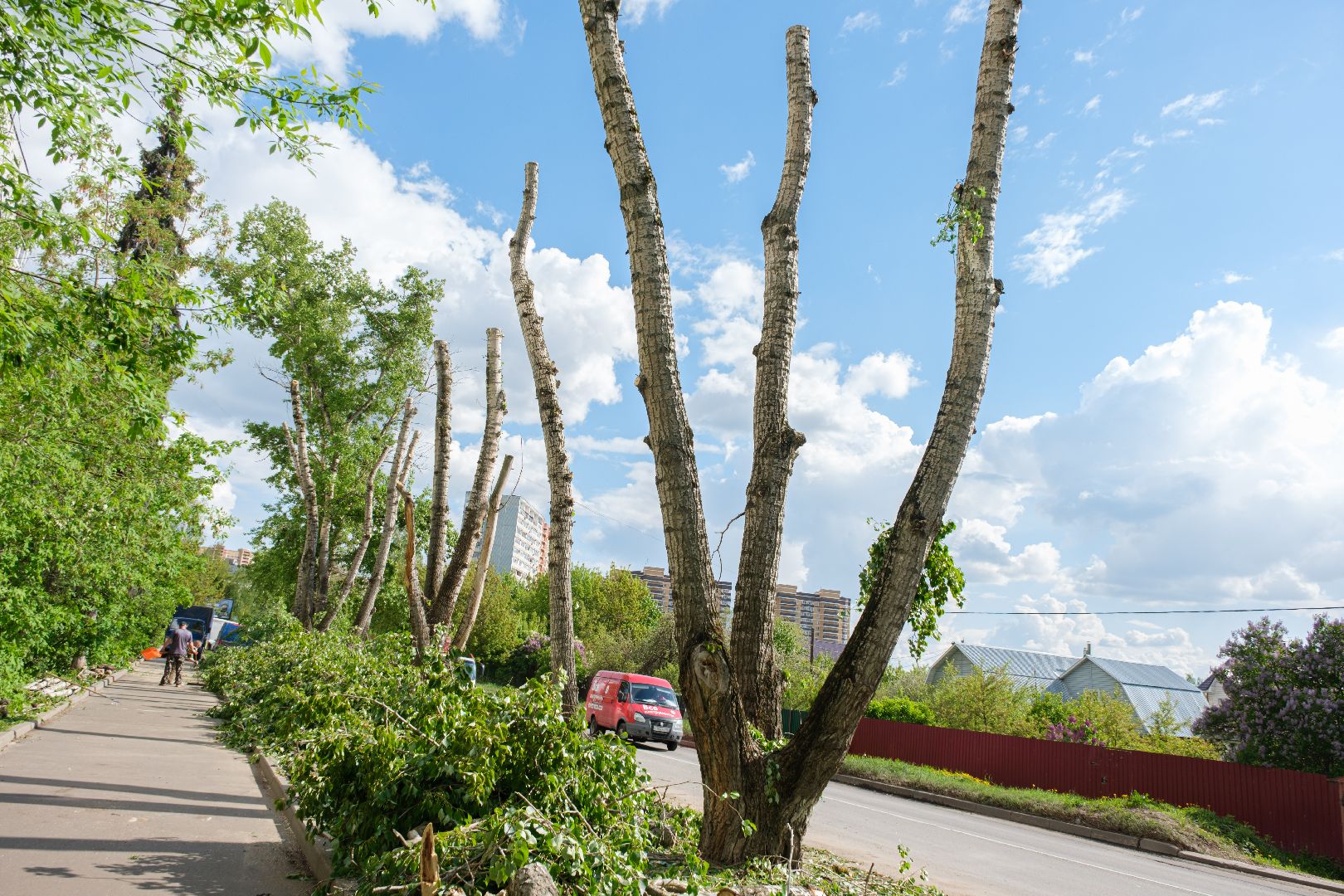 лыткарино, жкх,  сухостойные деревья, благоустройство, опиловка деревьев,