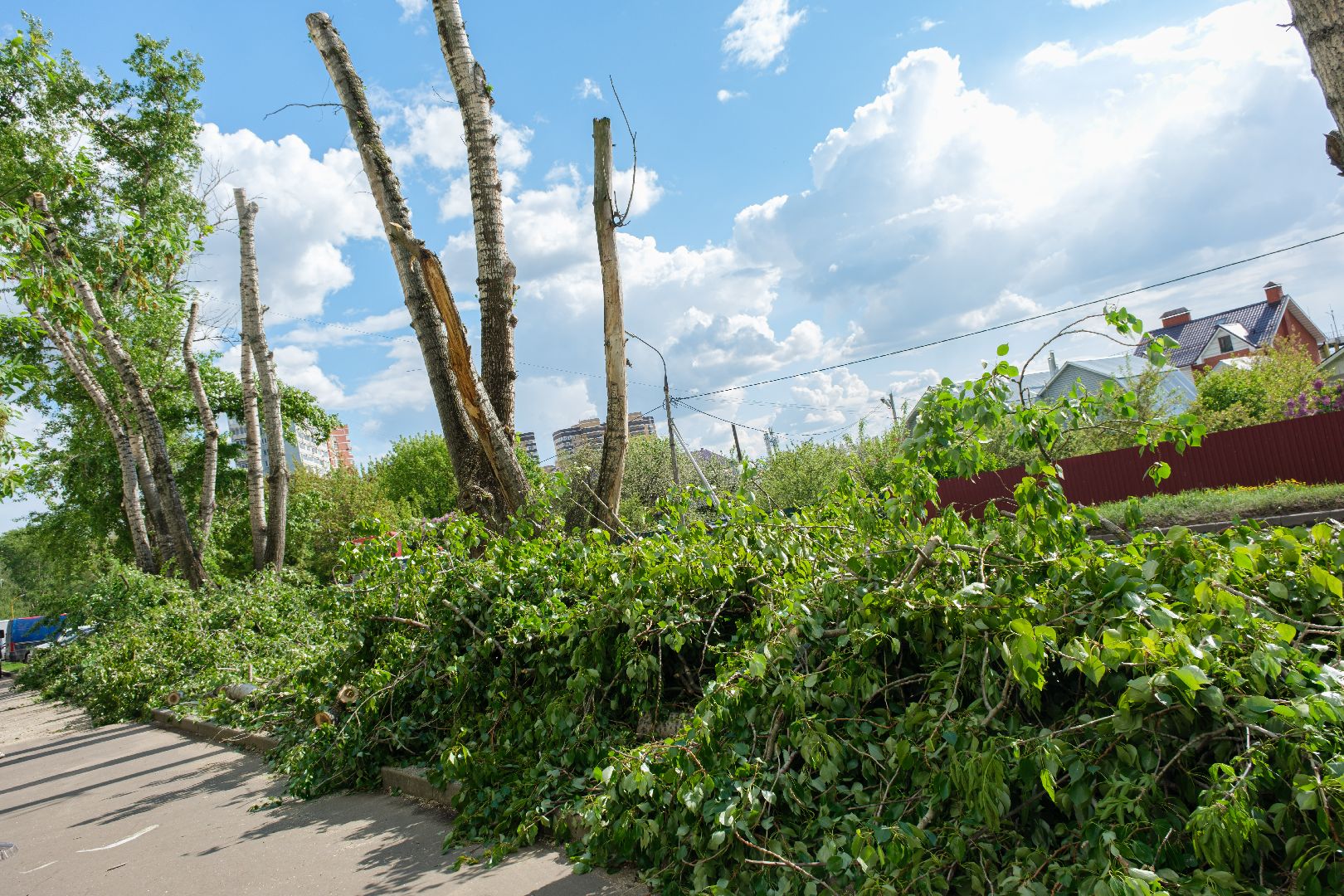 лыткарино, жкх,  сухостойные деревья, благоустройство, опиловка деревьев,