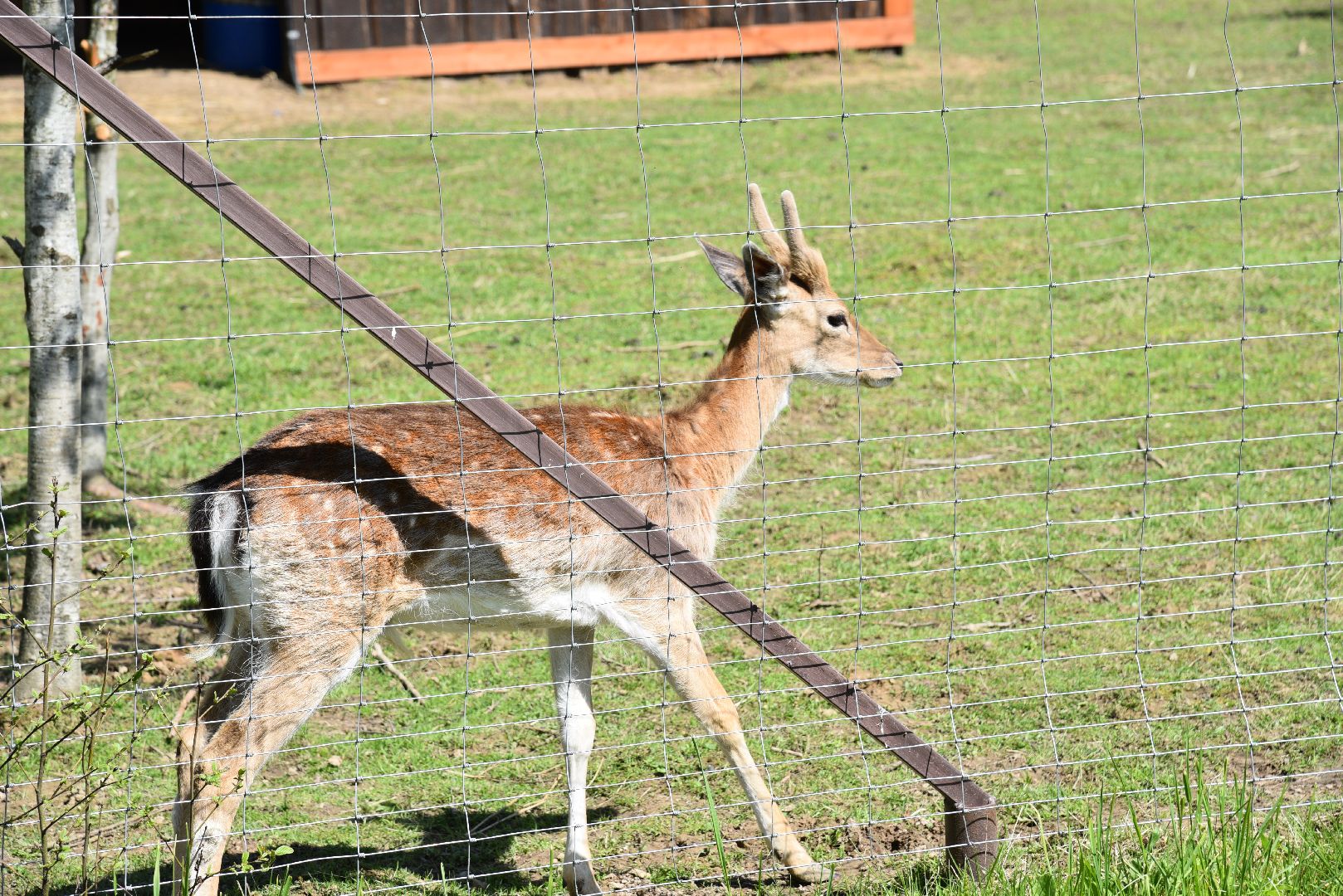 лотошино, шилово, зоопарк, зоопространство,