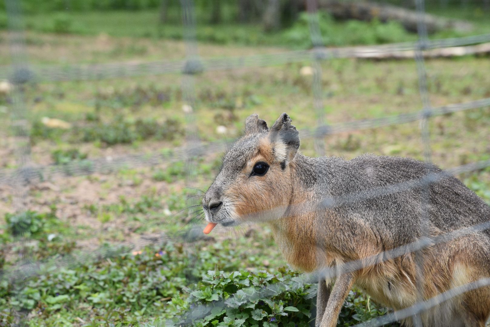 лотошино, шилово, зоопарк, зоопространство,