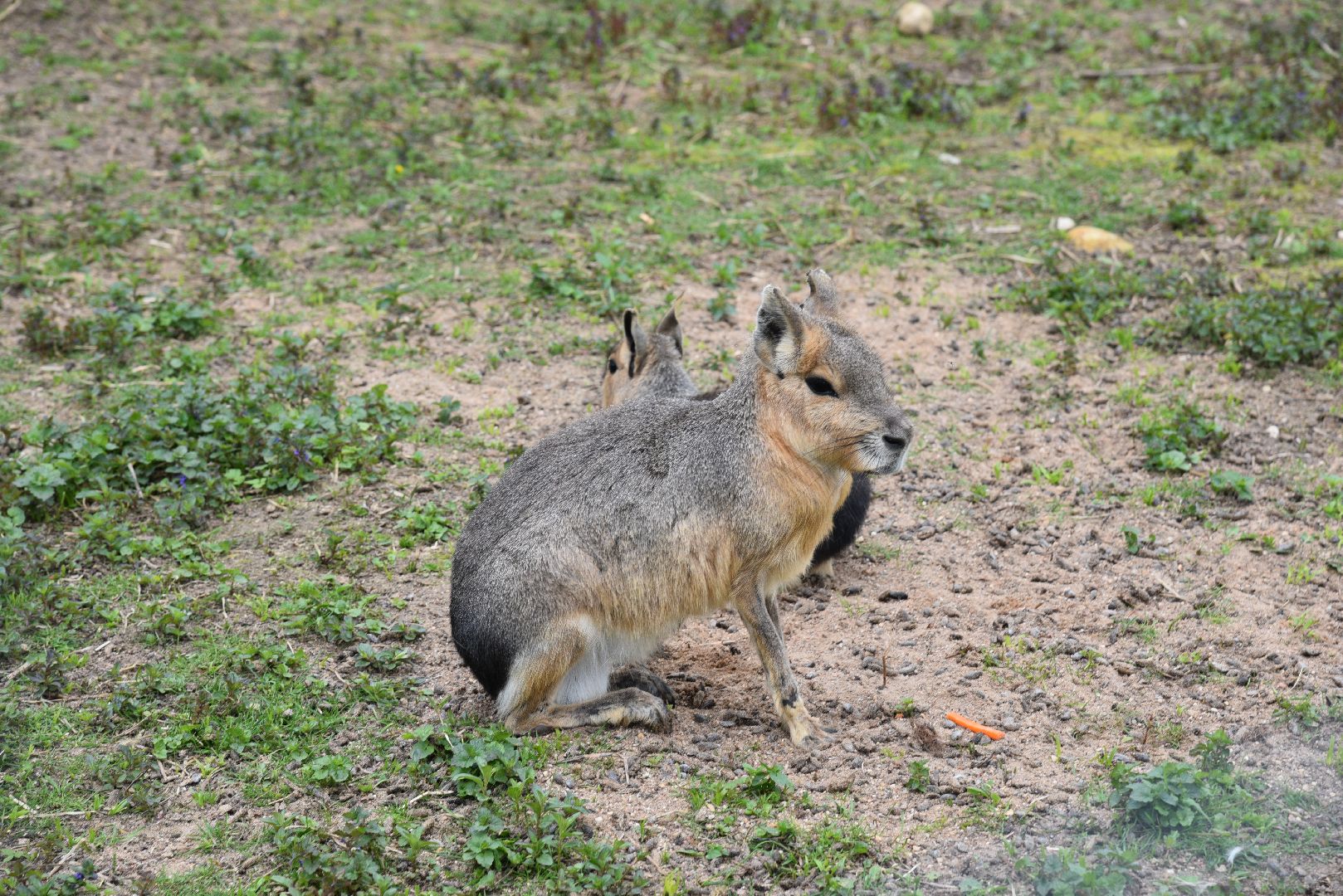 лотошино, шилово, зоопарк, зоопространство,