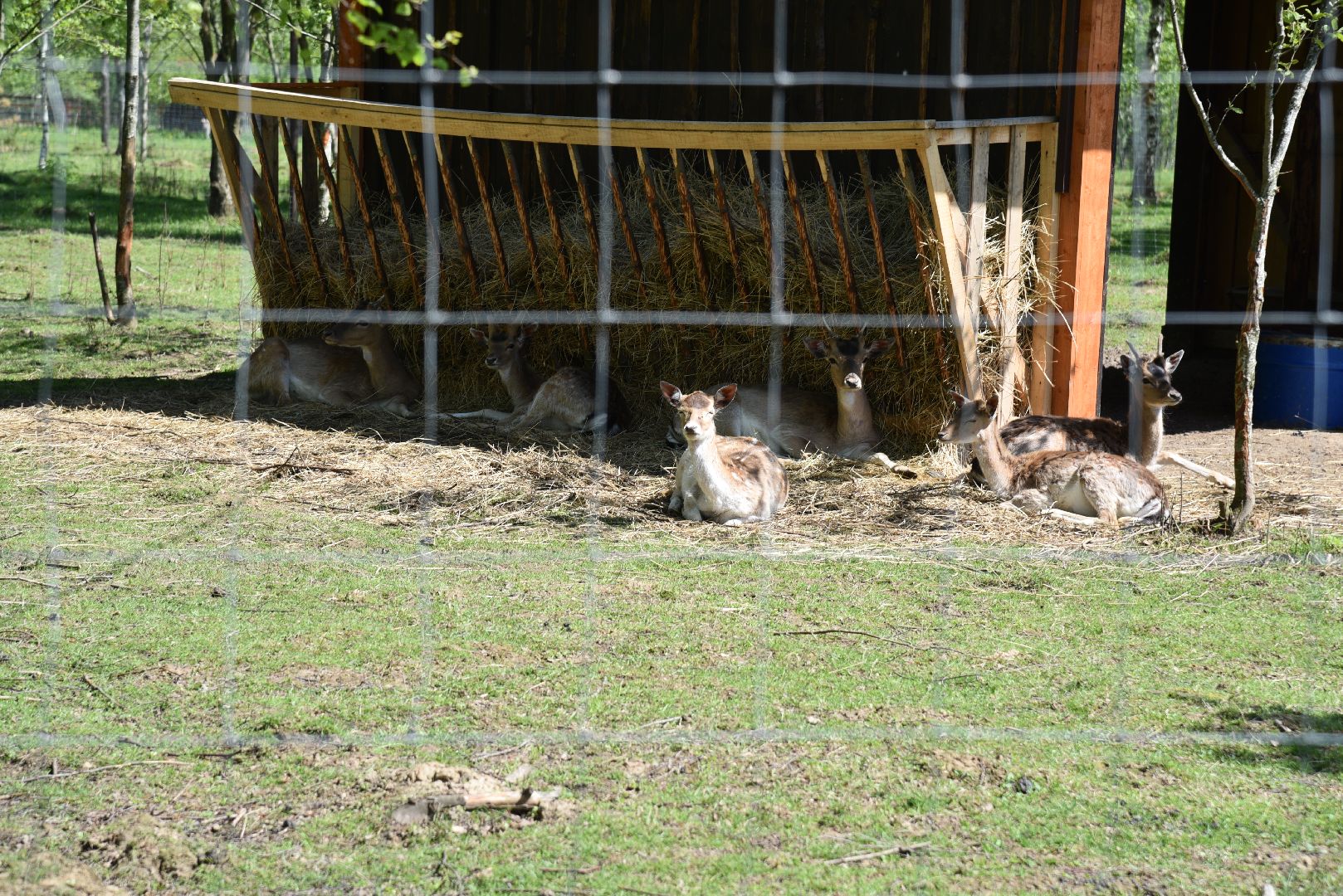 лотошино, шилово, зоопарк, зоопространство,