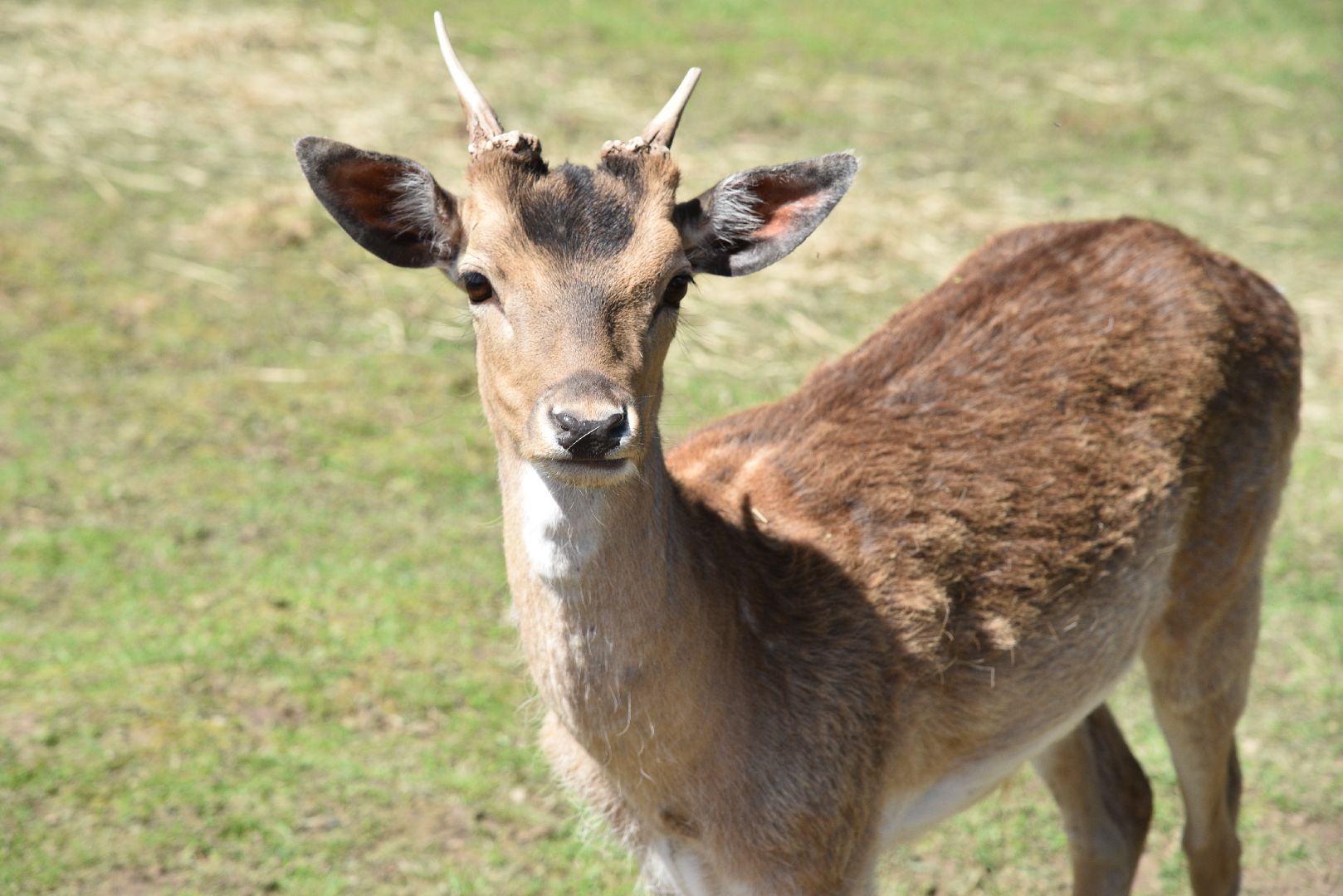 лотошино, шилово, зоопарк, зоопространство,