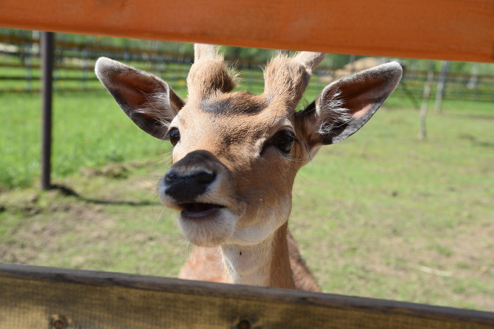 лотошино, шилово, зоопарк, зоопространство,