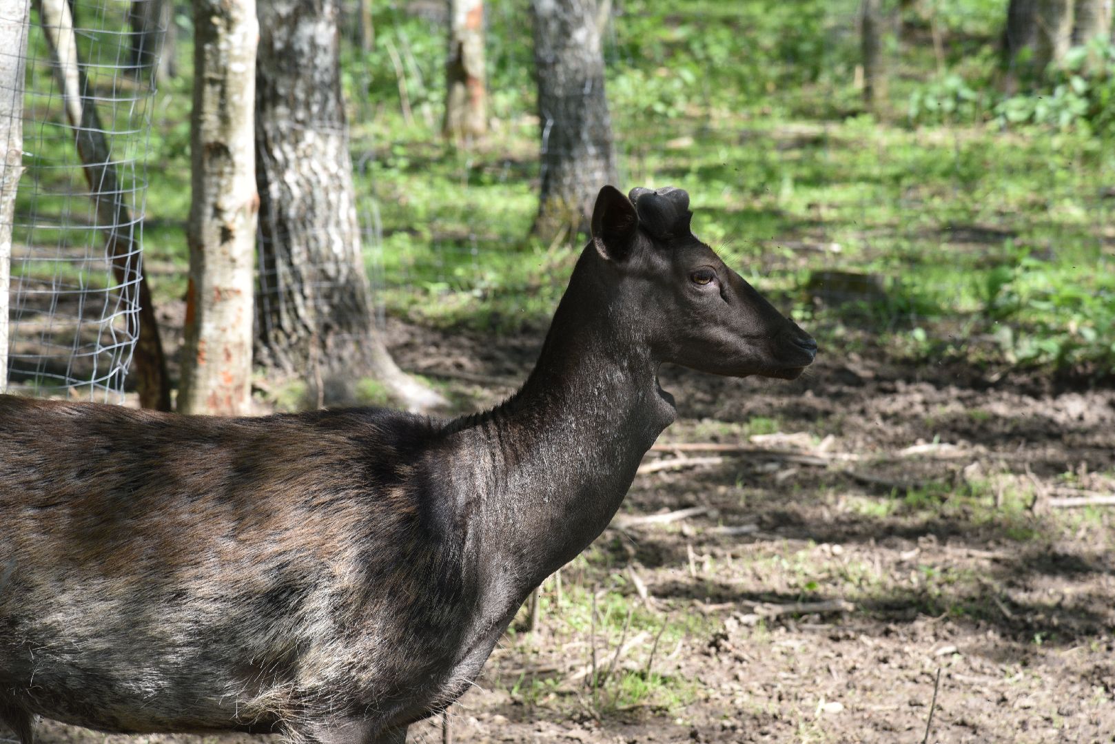 лотошино, шилово, зоопарк, зоопространство,