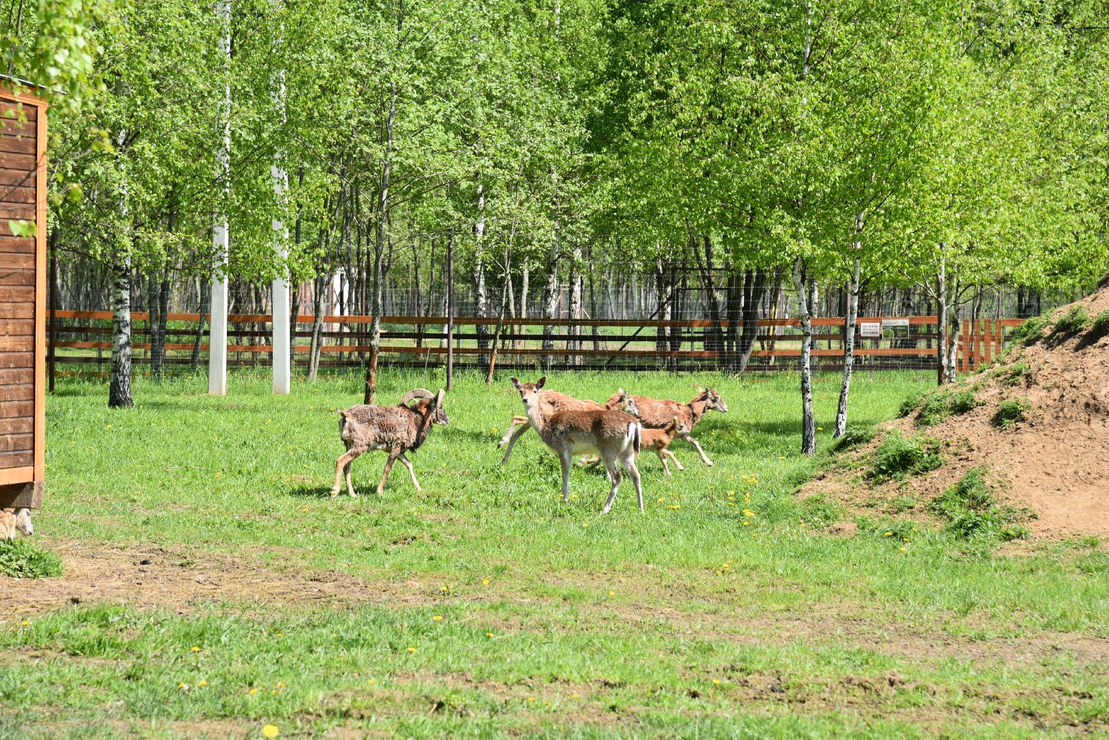 лотошино, шилово, зоопарк, зоопространство,
