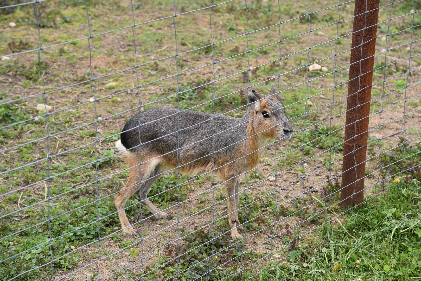 лотошино, шилово, зоопарк, зоопространство,