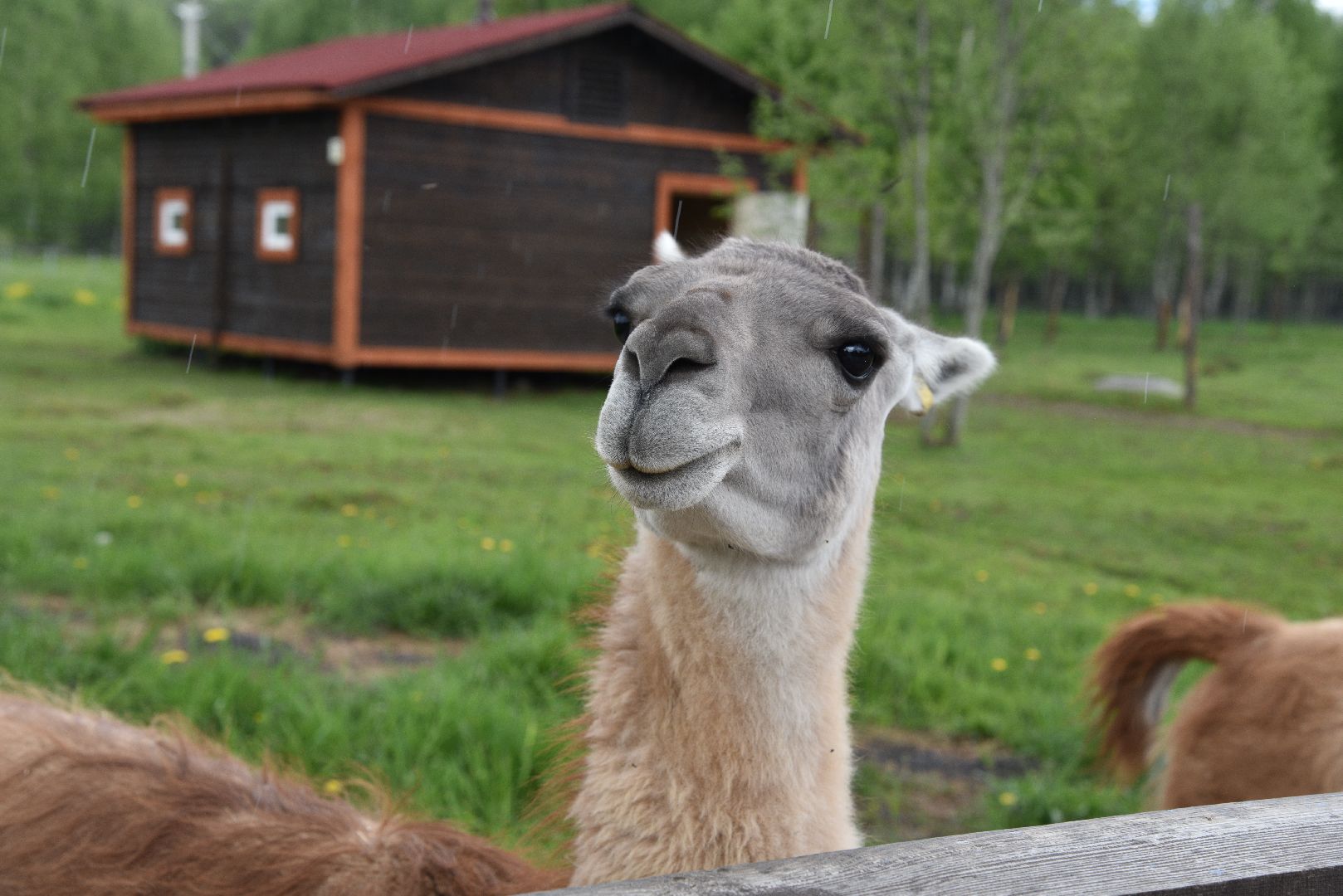 лотошино, шилово, зоопарк, зоопространство,