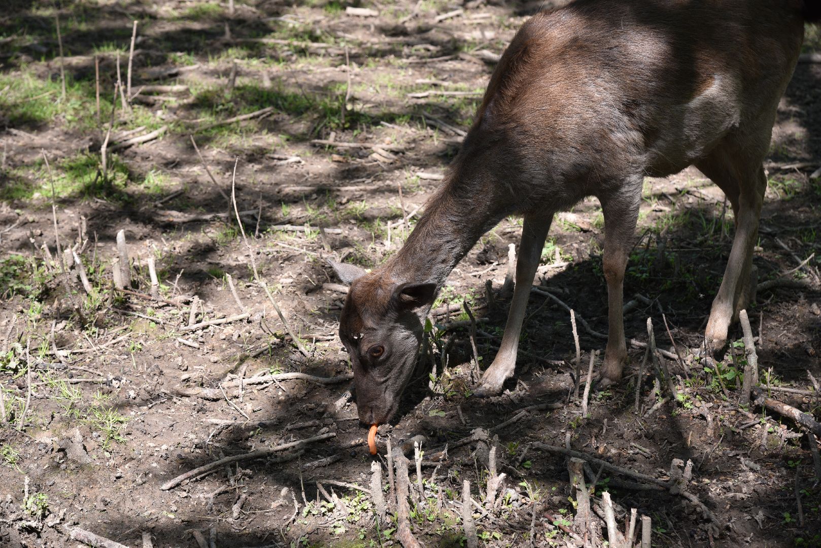 лотошино, шилово, зоопарк, зоопространство,