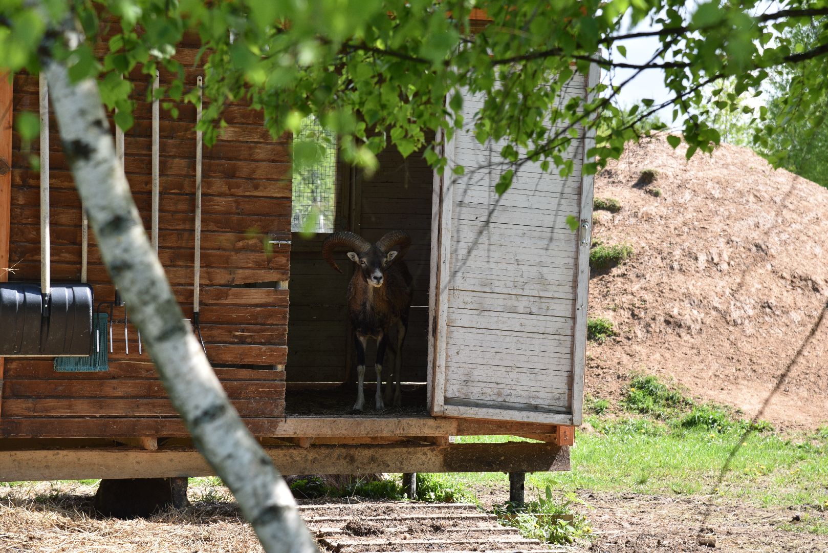 лотошино, шилово, зоопарк, зоопространство,