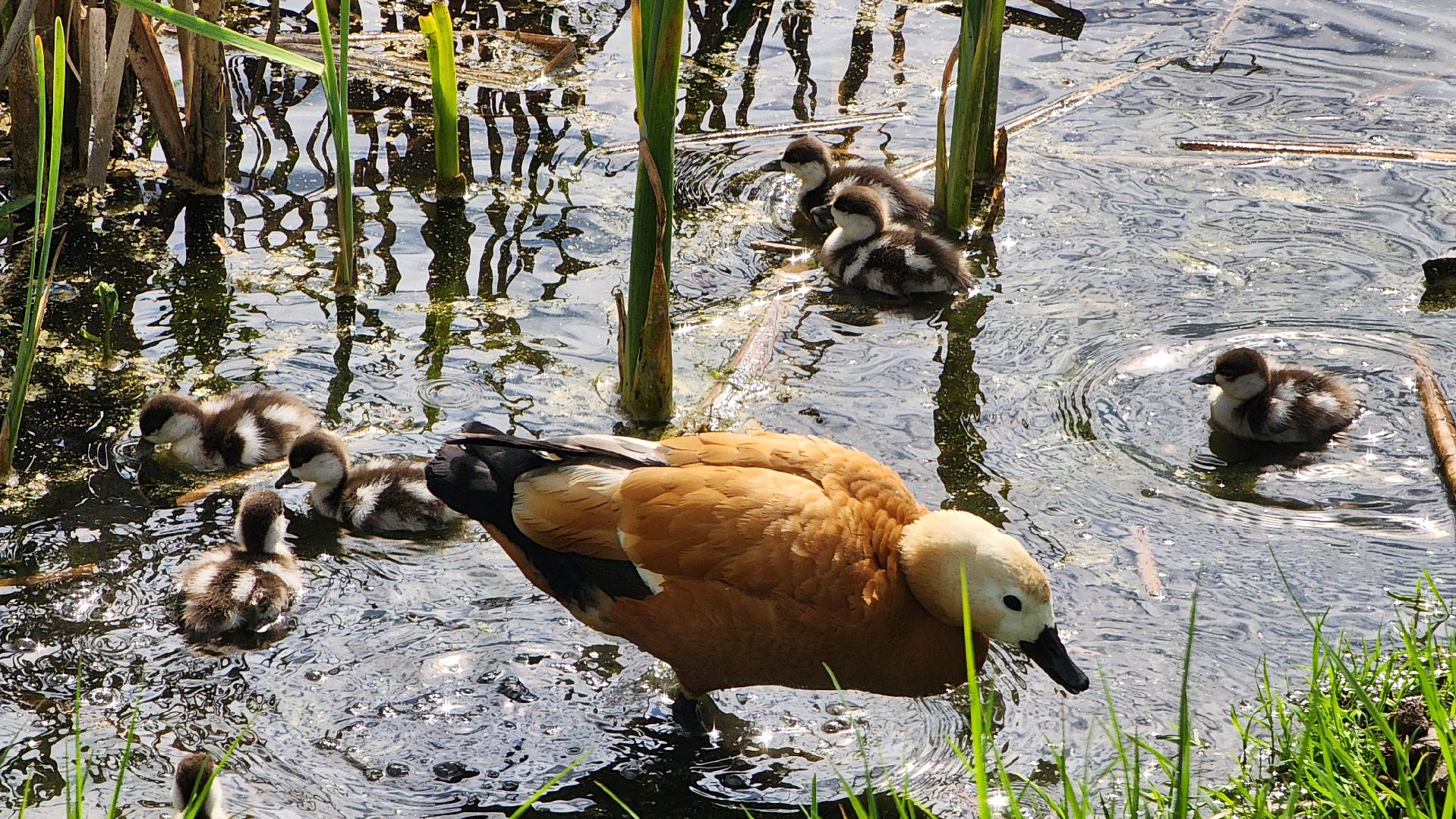 Благоустройство , Всероссийское голосование, Лобня, Сквер,