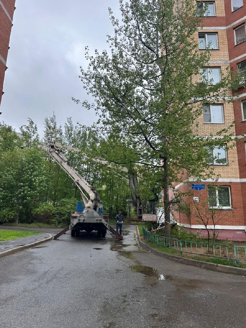 фрязино, удаление деревьев, аварийное дерево,