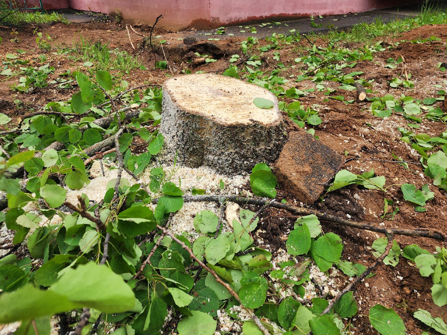 фрязино, удаление деревьев, аварийное дерево,