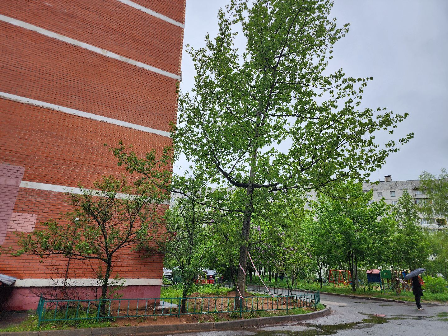 фрязино, удаление деревьев, аварийное дерево,