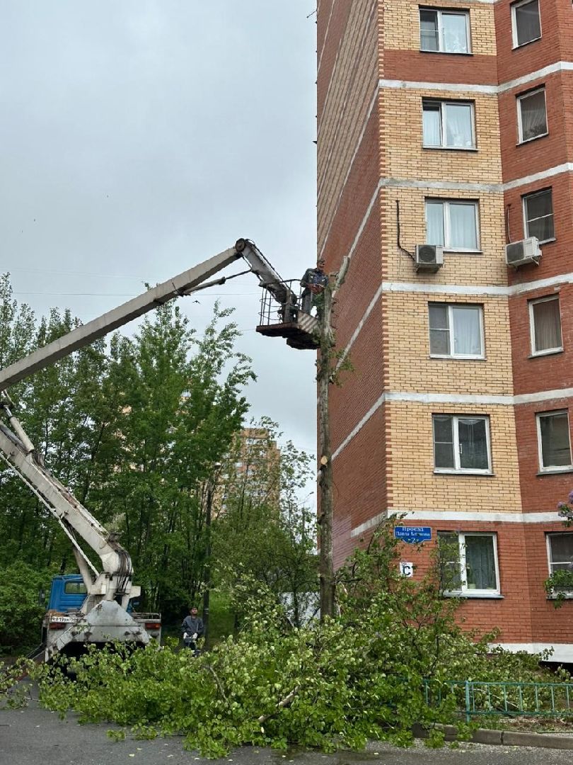 фрязино, удаление деревьев, аварийное дерево,