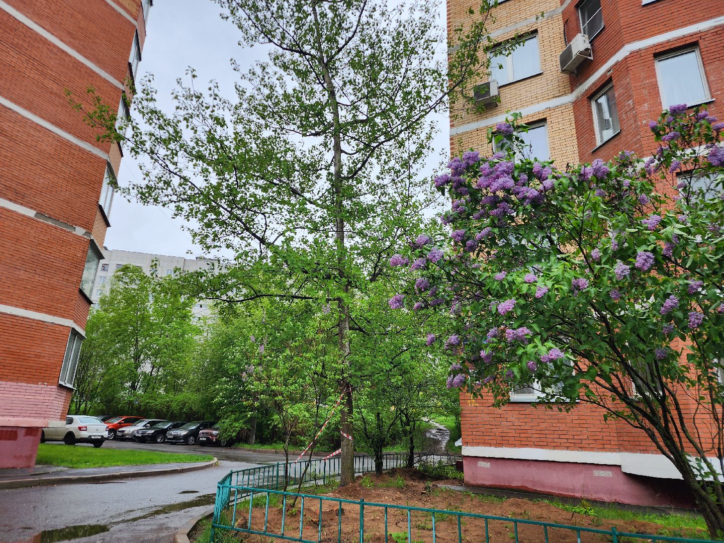 фрязино, удаление деревьев, аварийное дерево,