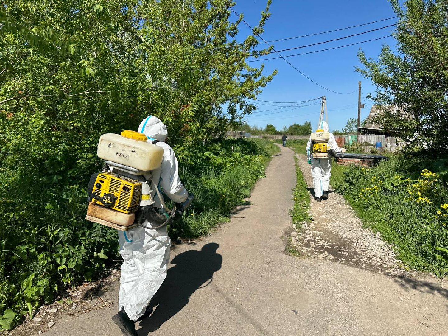 Луховицы #БорьбаСБорщевиком #Экология #Безопасность #Подмосковье,