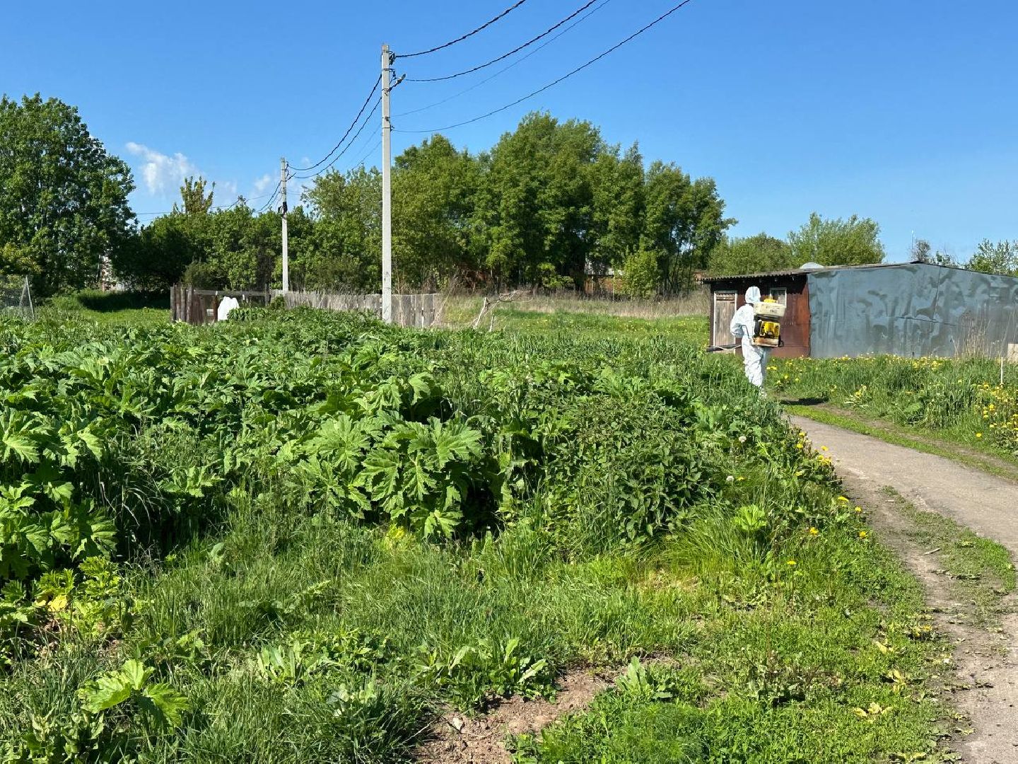 Луховицы #БорьбаСБорщевиком #Экология #Безопасность #Подмосковье,