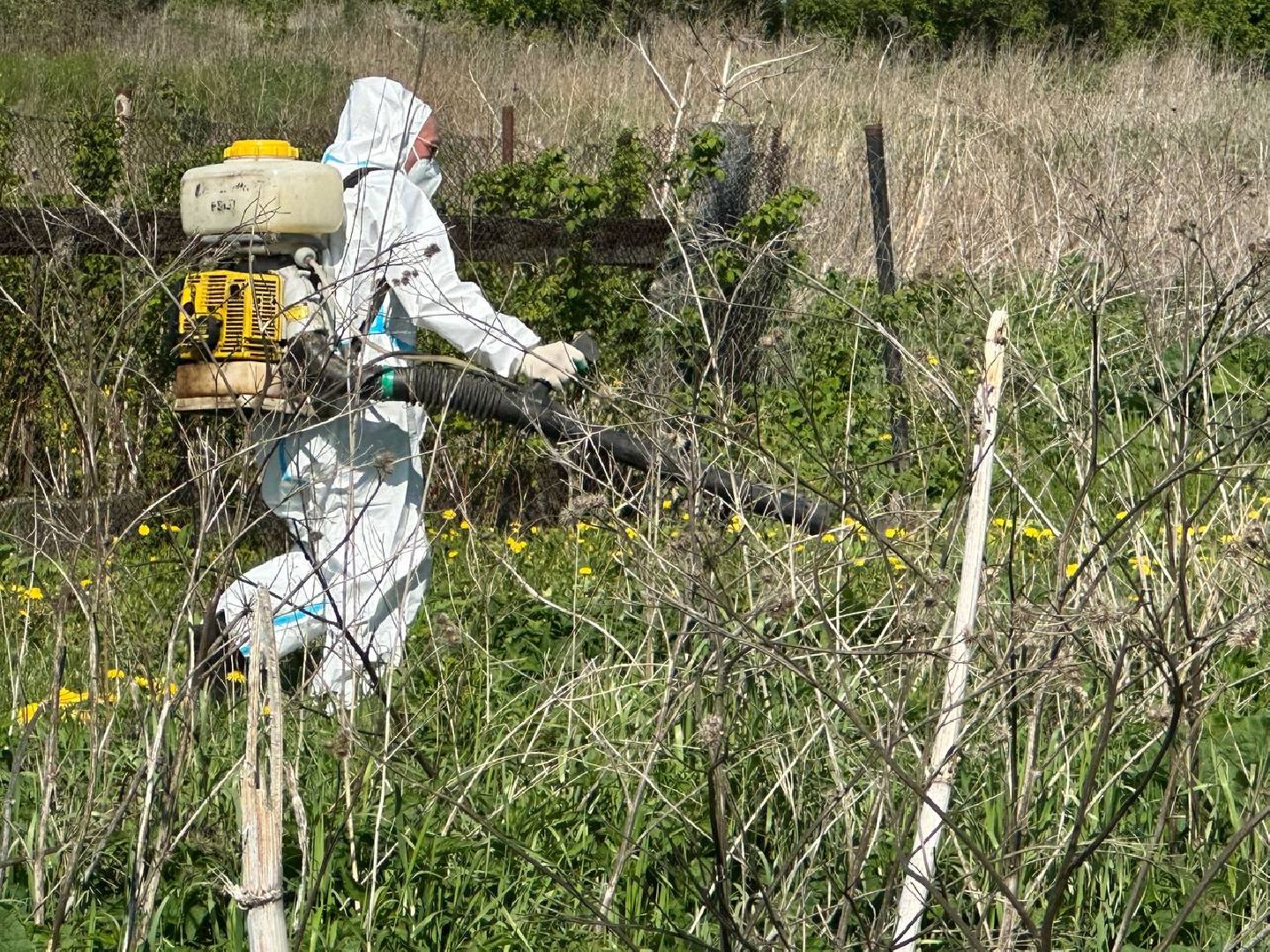 Луховицы #БорьбаСБорщевиком #Экология #Безопасность #Подмосковье,